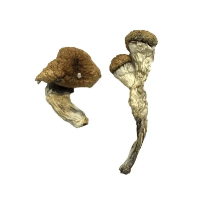 Large dried amazonian mushrooms with broad golden caps